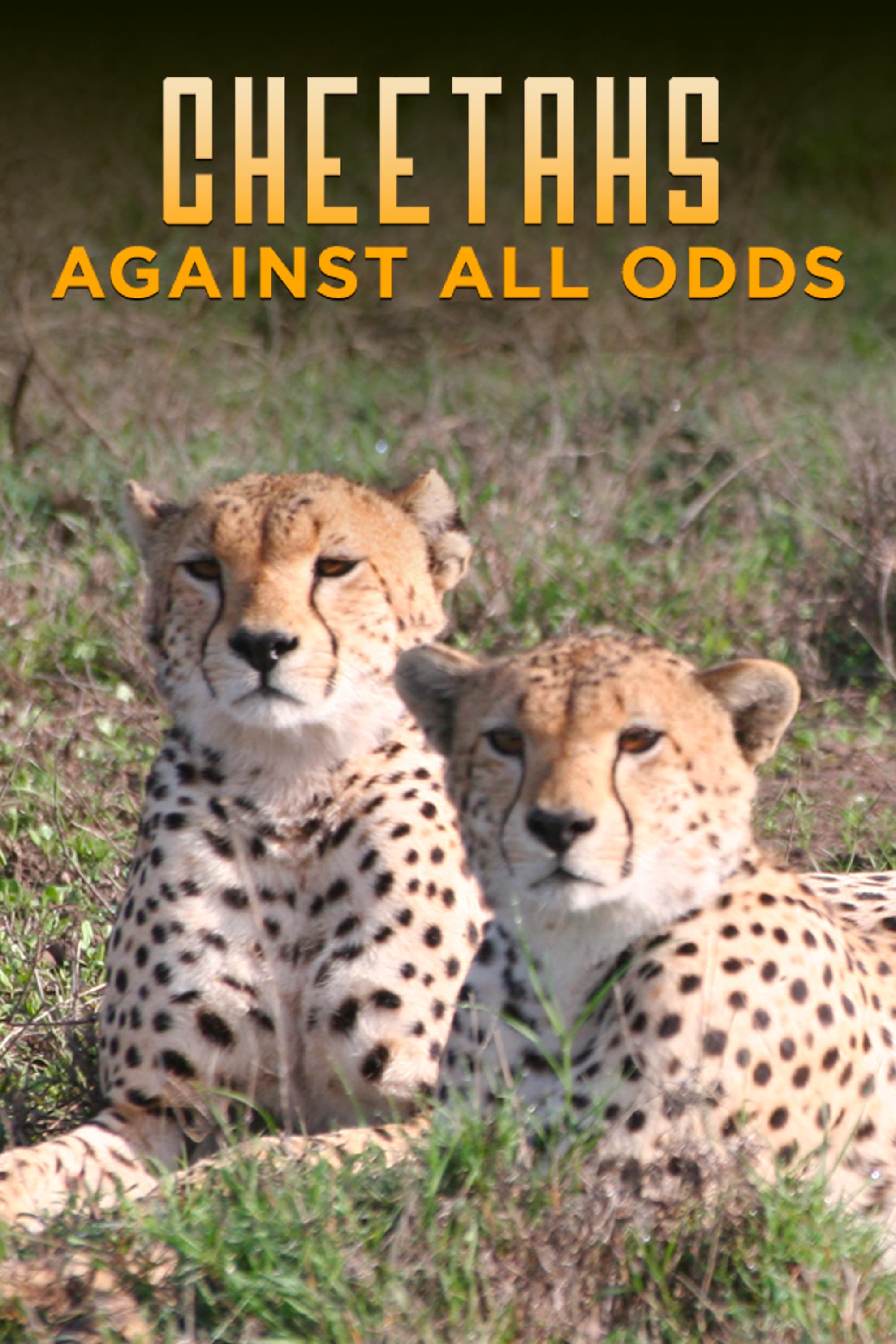 Cheetahs Against All Odds