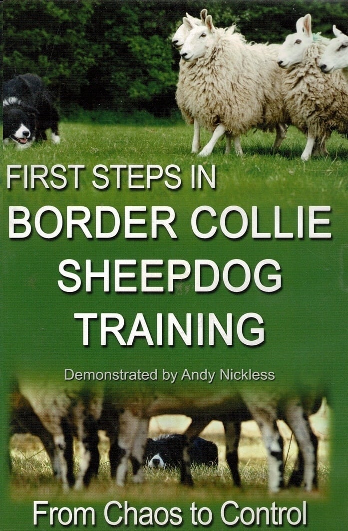 First Step in Border Collie sheepdog Training