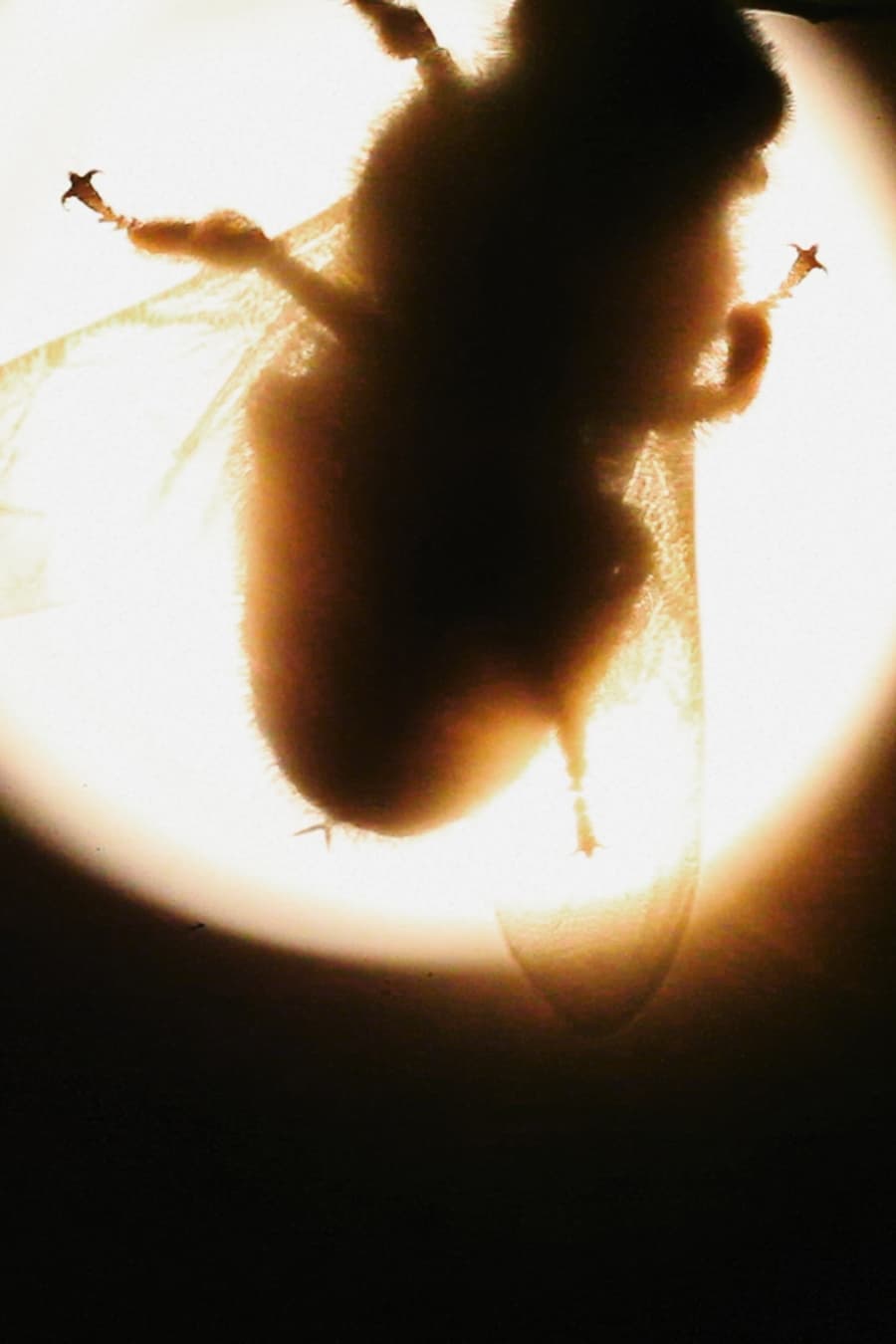 Camera Insectorum - Apis Mellifera