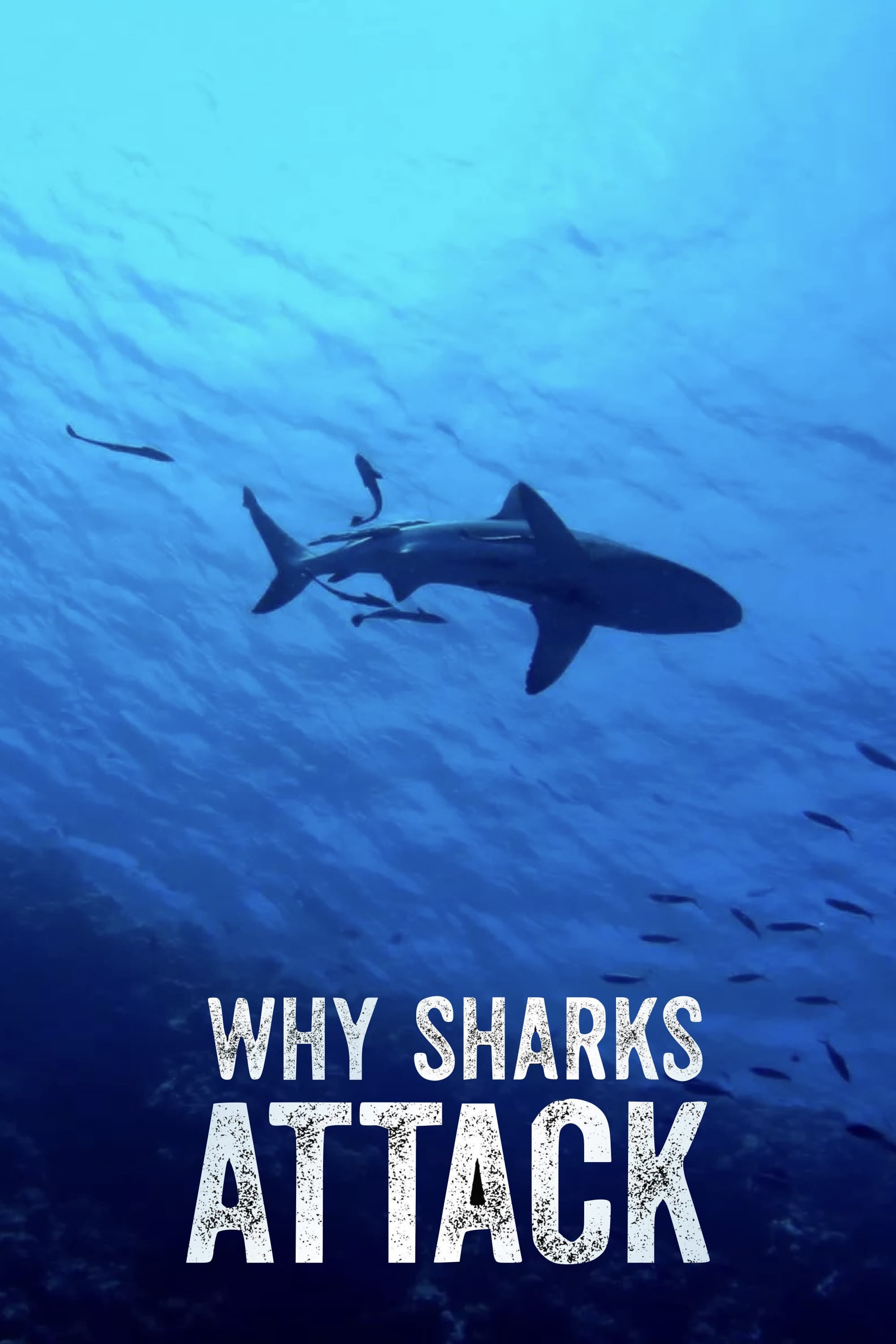 Why Sharks Attack