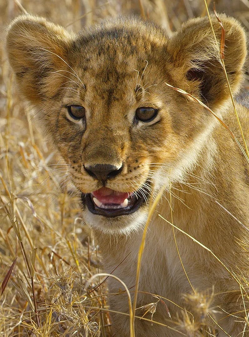 Serengeti - La grande cavalcade des animaux