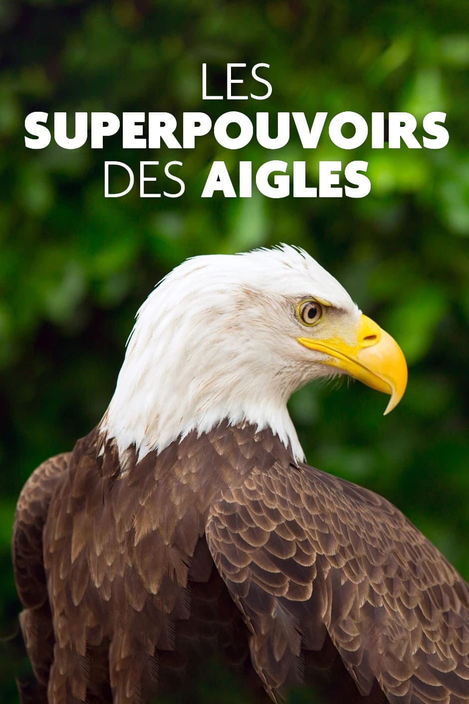 Superpowered Eagles