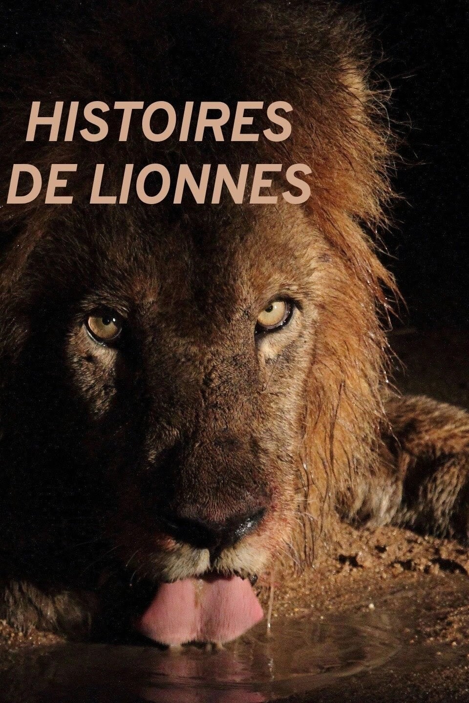 Histoires de lionnes