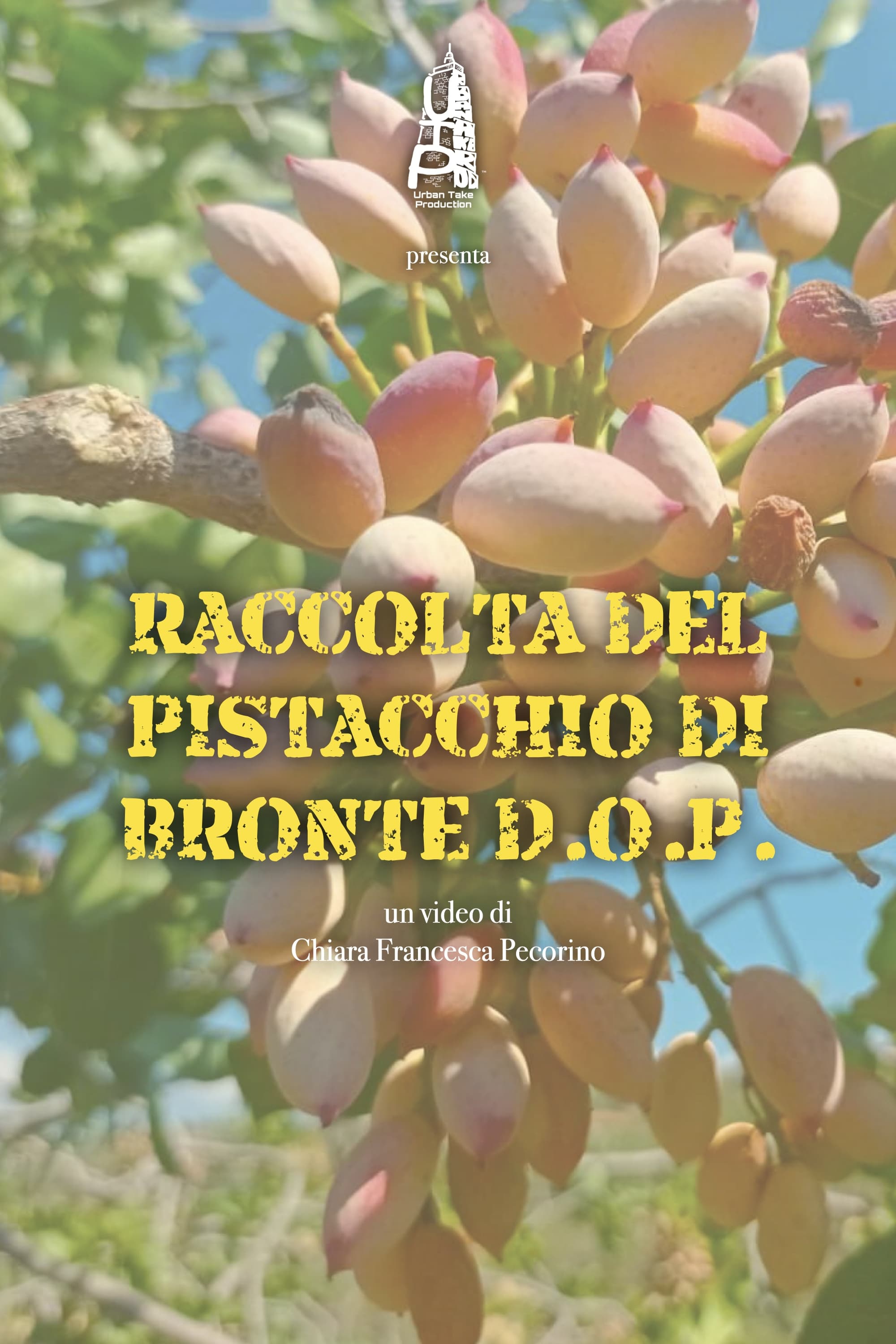 Raccolta del pistacchio di Bronte D.O.P.