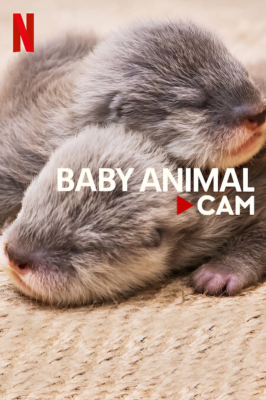 Baby Animal Cam
