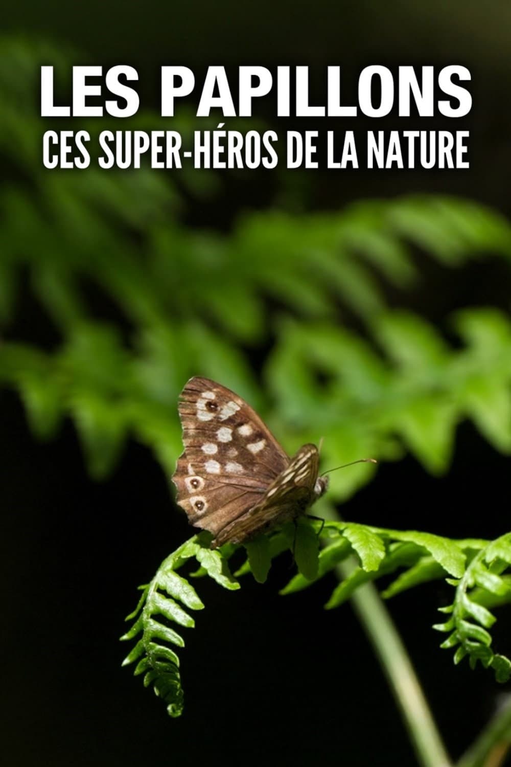 Les Papillons, ces super-héros de la nature