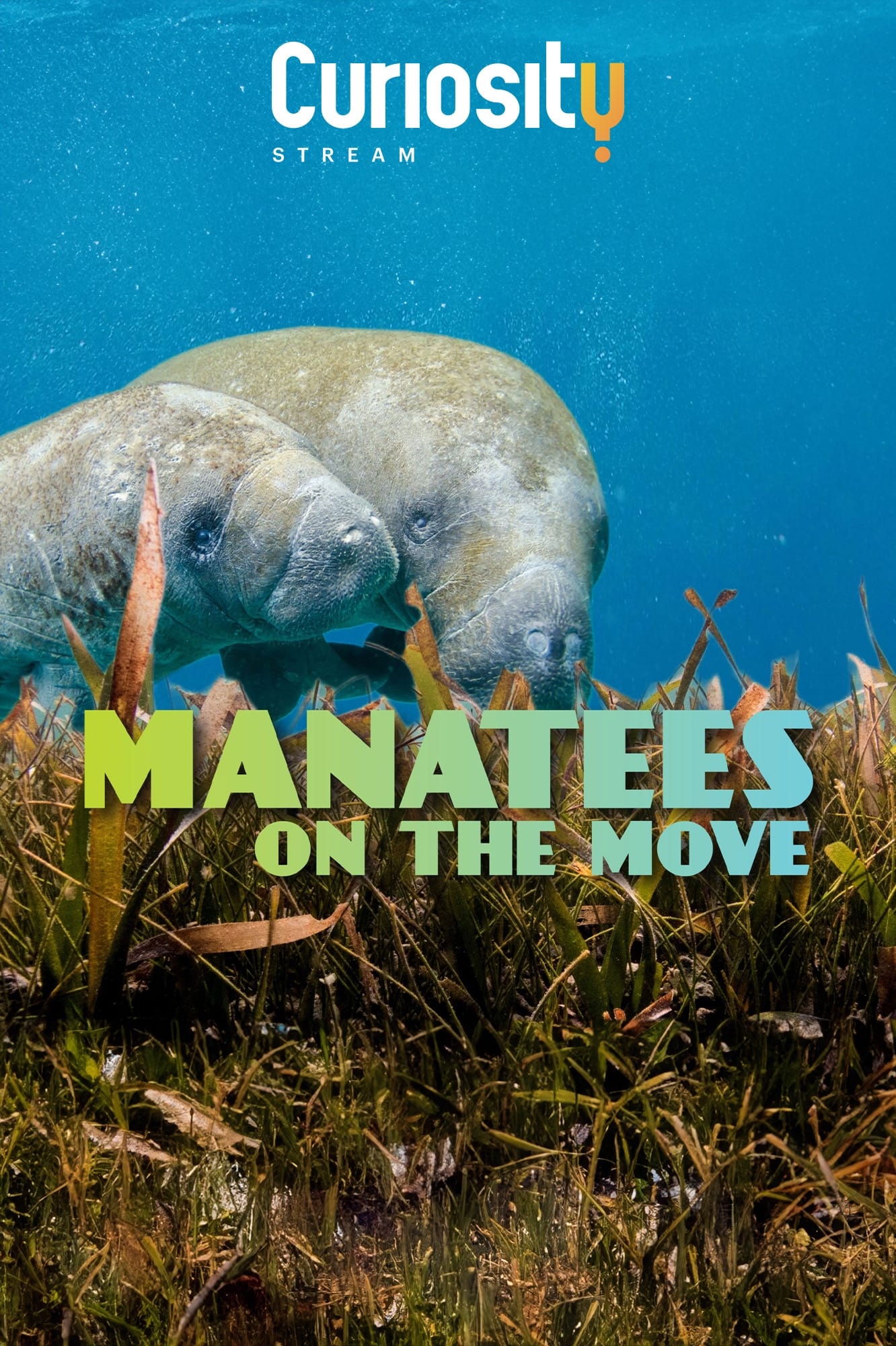 Manatees On The Move