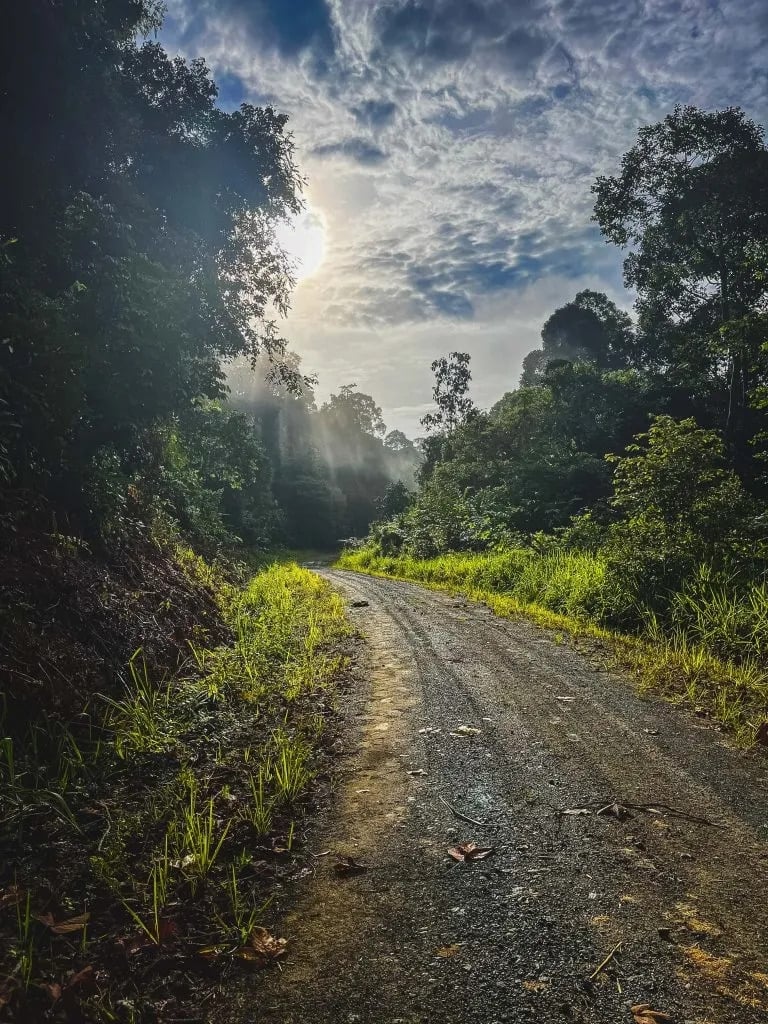 Dans la jungle de Bornéo