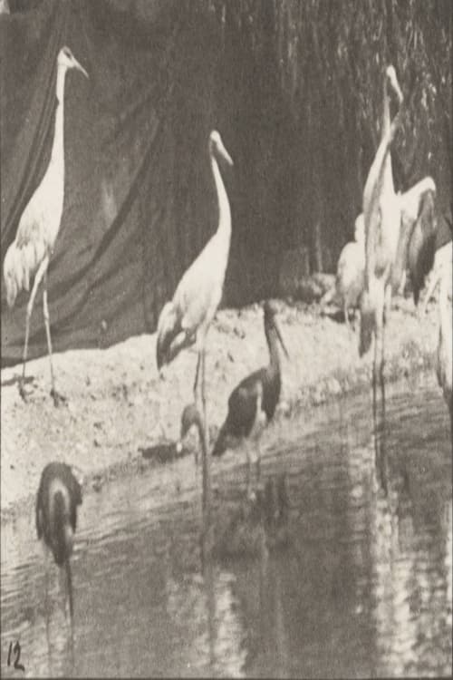 Storks, Swans, etc.