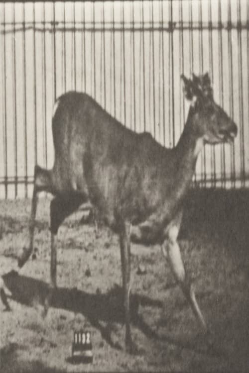 Virginia Deer, Buck, Galloping