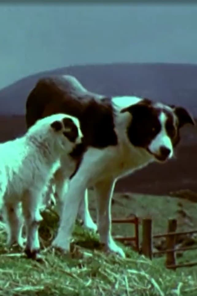 Schafzucht im schottischen Hochland - Lammzeit